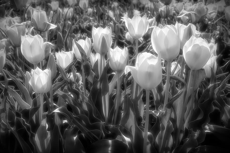 Spring Tulips - Black and White Photograph by Donna Kennedy