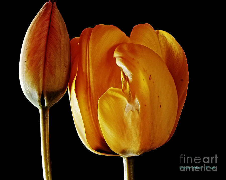 Spring tulips  Photograph by Charles Muhle