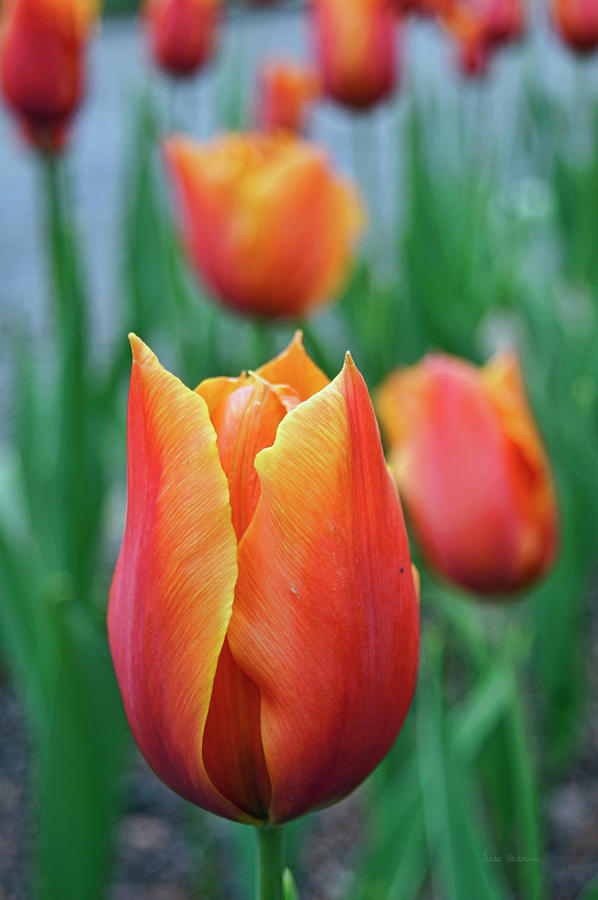 Spring Tulips Photograph by Cricket Hackmann