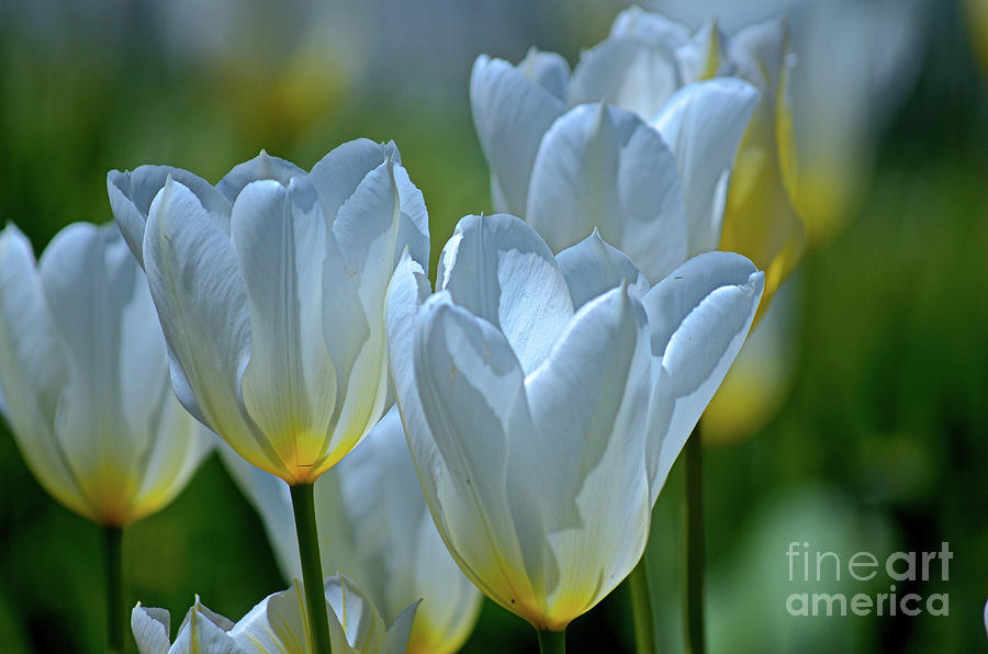 Spring Tulips Photograph by Deb Halloran