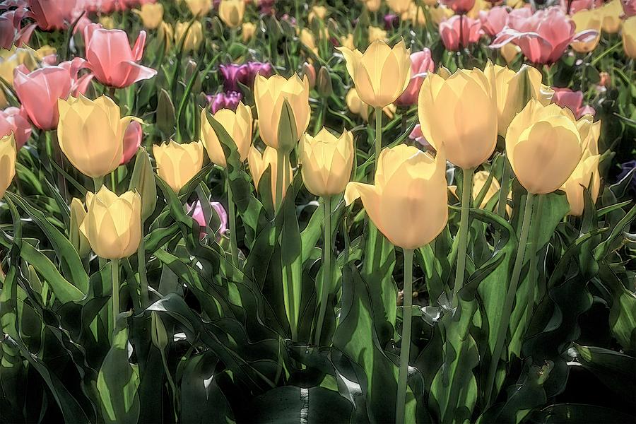 Spring Tulips Photograph by Donna Kennedy