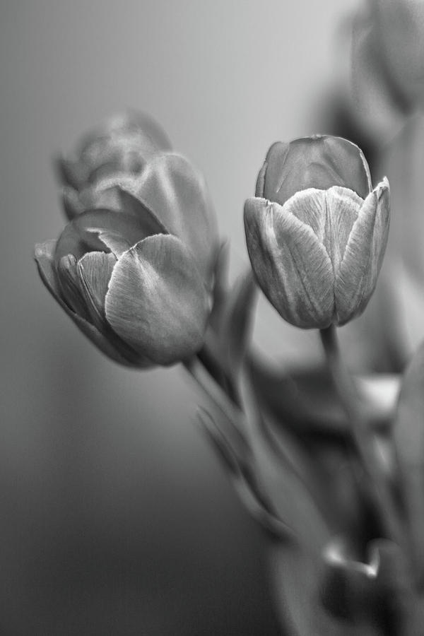Spring Tulips Photograph by Elvira Pinkhas