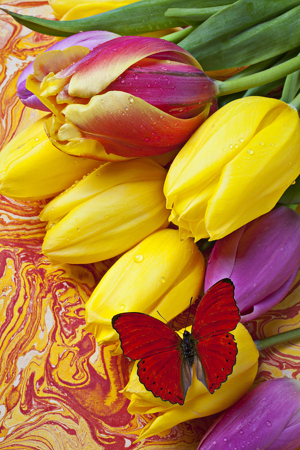 Butterfly Photograph - Spring tulips by Garry Gay