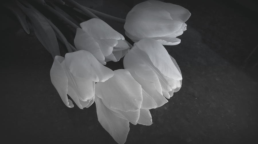 Spring Tulips In Black And White Photograph by Kay Novy