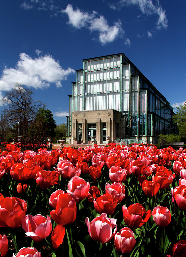 Spring tulips in front of the jewel Box Forest Park Photograph by Garry McMichael