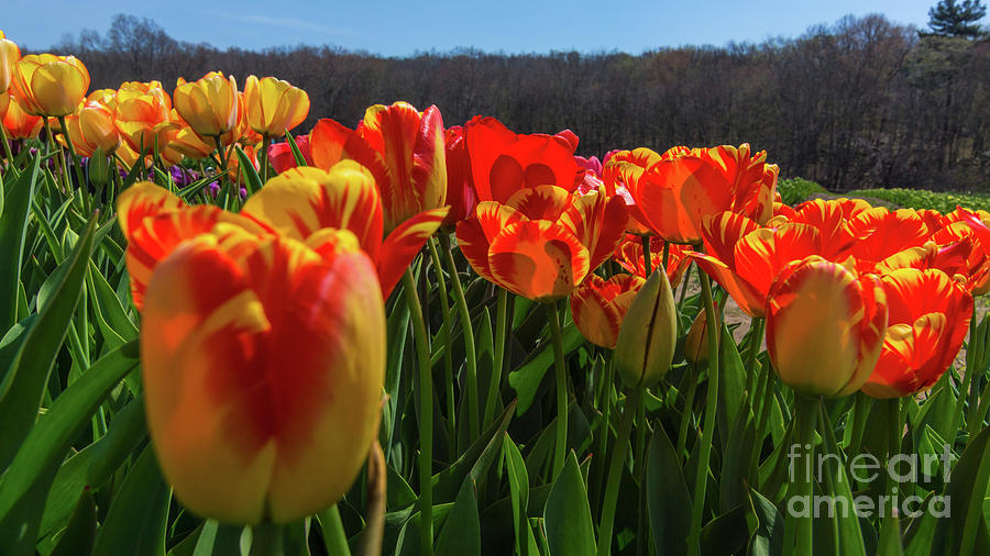 Spring Tulips In Rhode Island Photograph