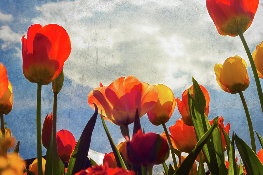 Spring. Tulips in the sky Photograph by Gerlya Sunshine - Fine Art America