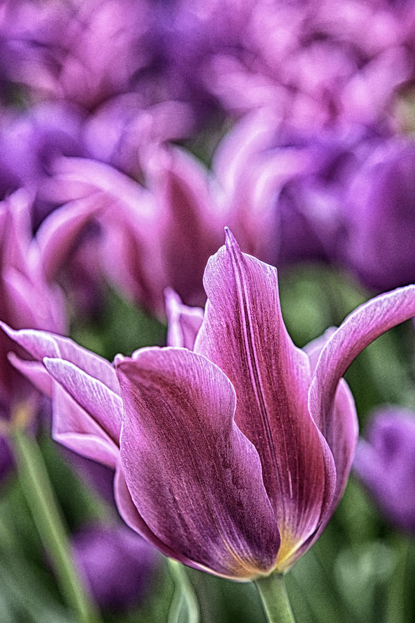 Spring Photograph - Spring Tulips by Jodi Jacobson