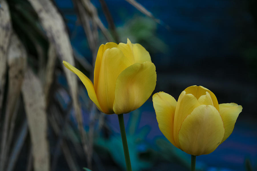 Spring Tulips Photograph by John A Megaw