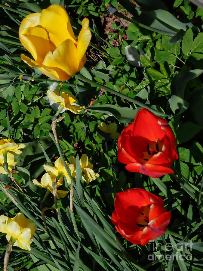 Spring Tulips Photograph by Marcia Lee Jones