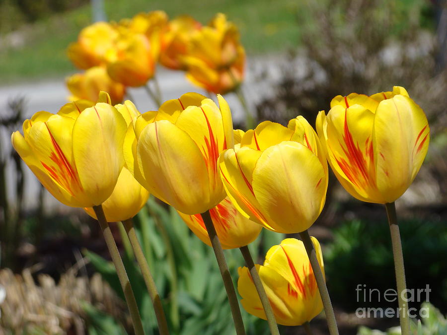 Spring Tulips Photograph by Margaret Hamilton