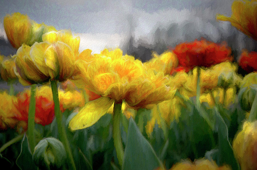 Tulip Photograph - Spring Tulips by Marianne Hamer