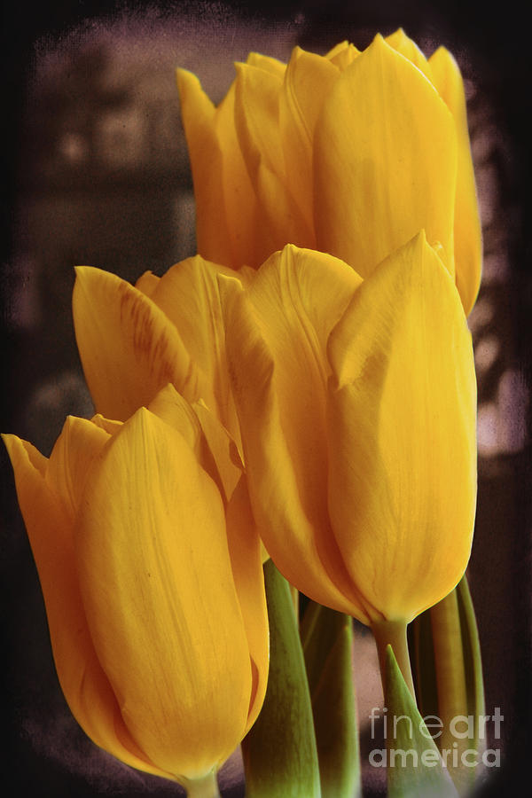Spring Tulips Photograph by Kasia Bitner