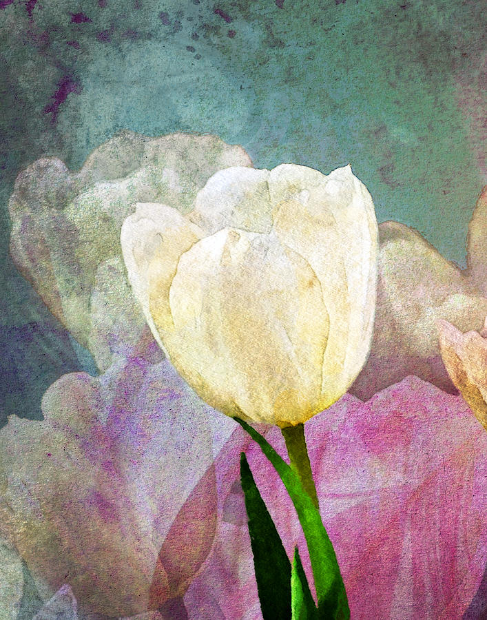 Tulip Photograph - Spring Tulips by Moon Stumpp