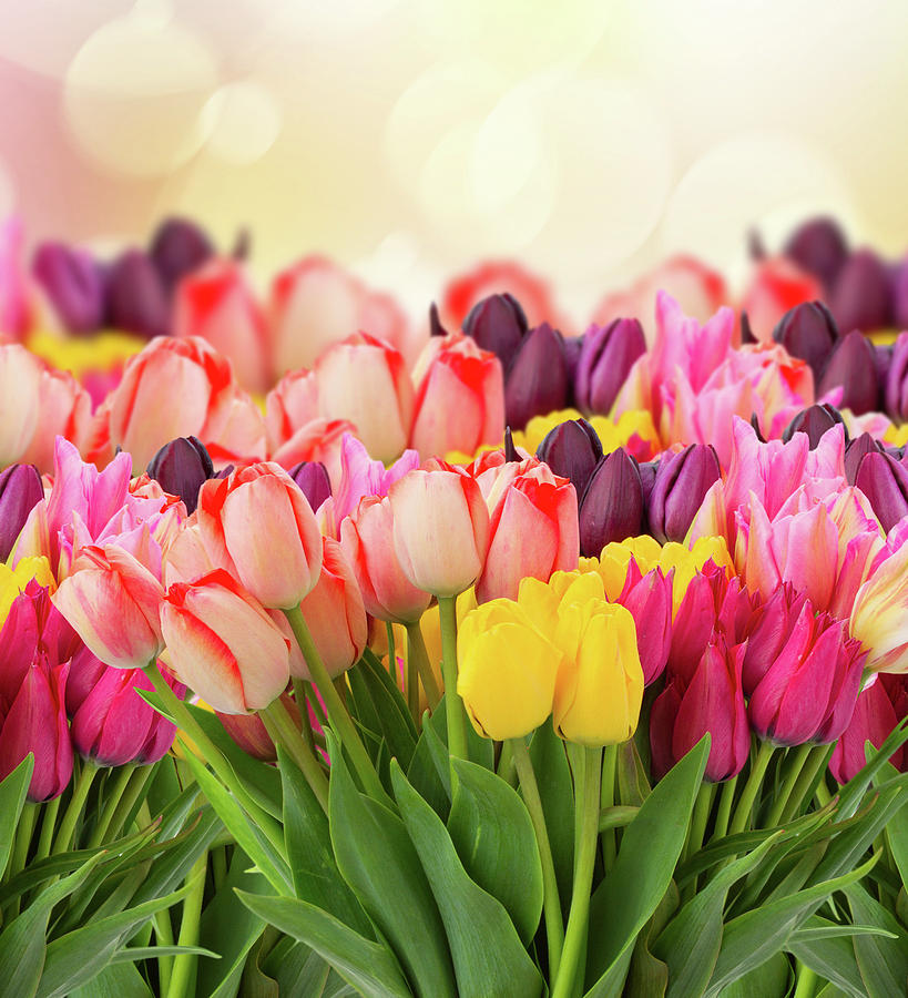 Spring Tulips on Colorful Bokeh Photograph by Anastasy Yarmolovich