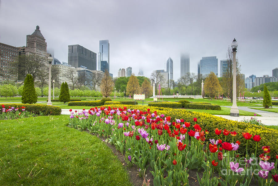 Spring Tulips On Grant Park, Chicago Illinois Photograph