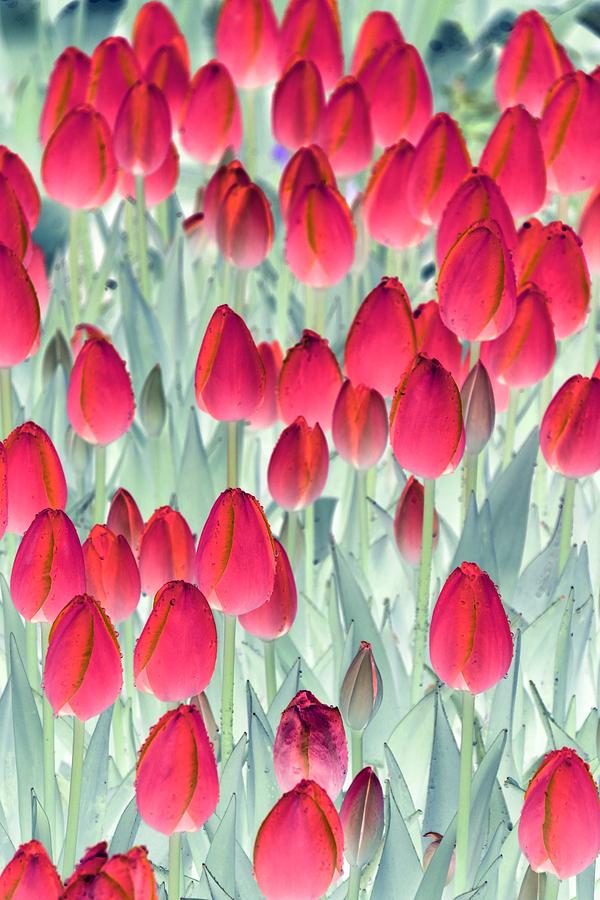 Spring Tulips - PhotoPower 3006 Photograph by Pamela Critchlow