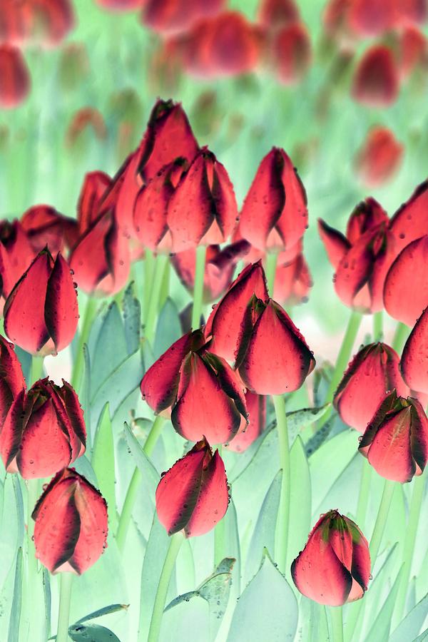 Spring Tulips - PhotoPower 3012 Photograph by Pamela Critchlow