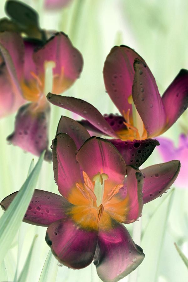 Spring Tulips - PhotoPower 3058 Photograph by Pamela Critchlow