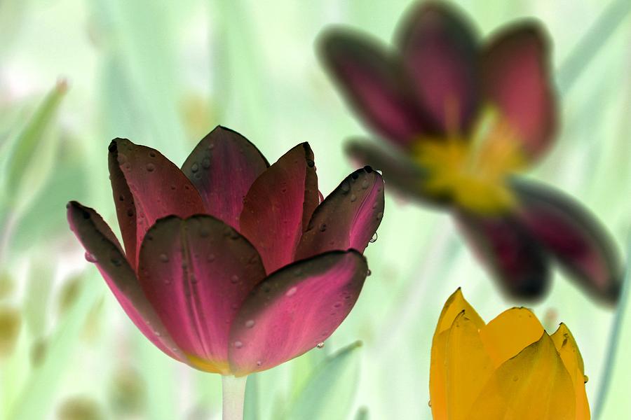 Spring Tulips - PhotoPower 3063 Photograph by Pamela Critchlow