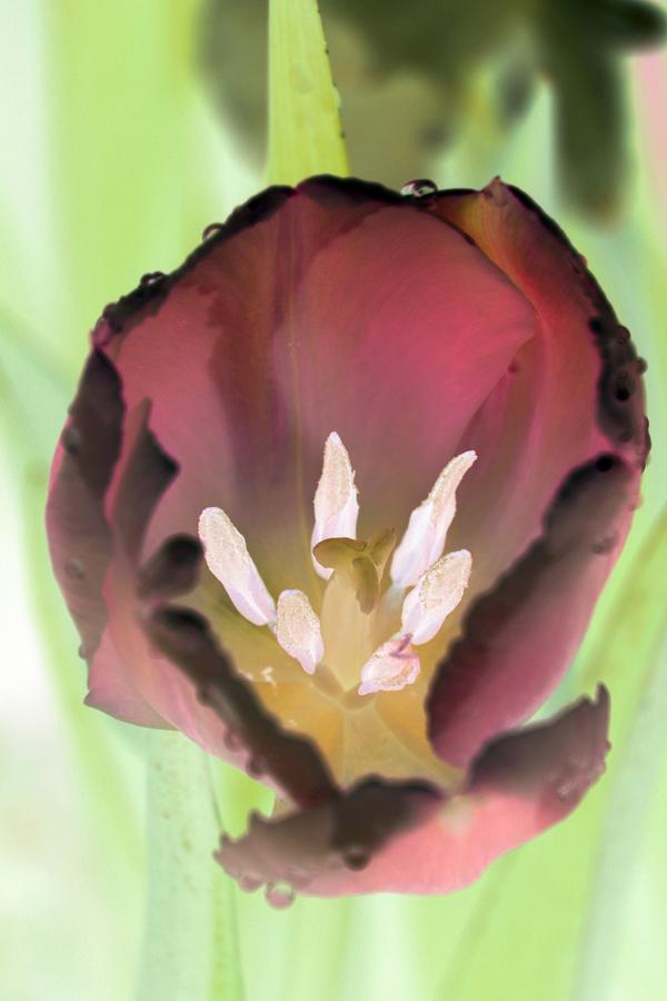 Spring Tulips - PhotoPower 3069 Photograph by Pamela Critchlow