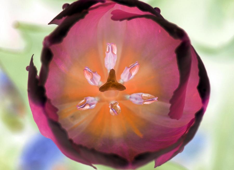 Spring Tulips - PhotoPower 3071 Photograph by Pamela Critchlow
