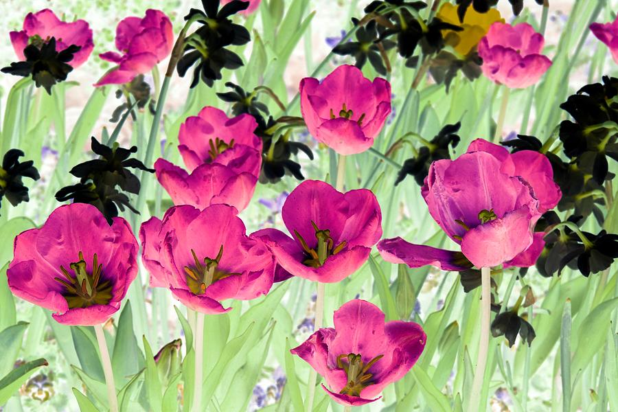 Spring Tulips - PhotoPower 3076 Photograph by Pamela Critchlow