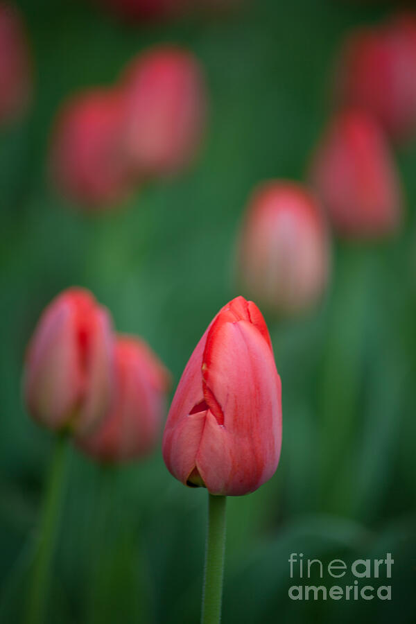 Spring Tulips Pink Photograph