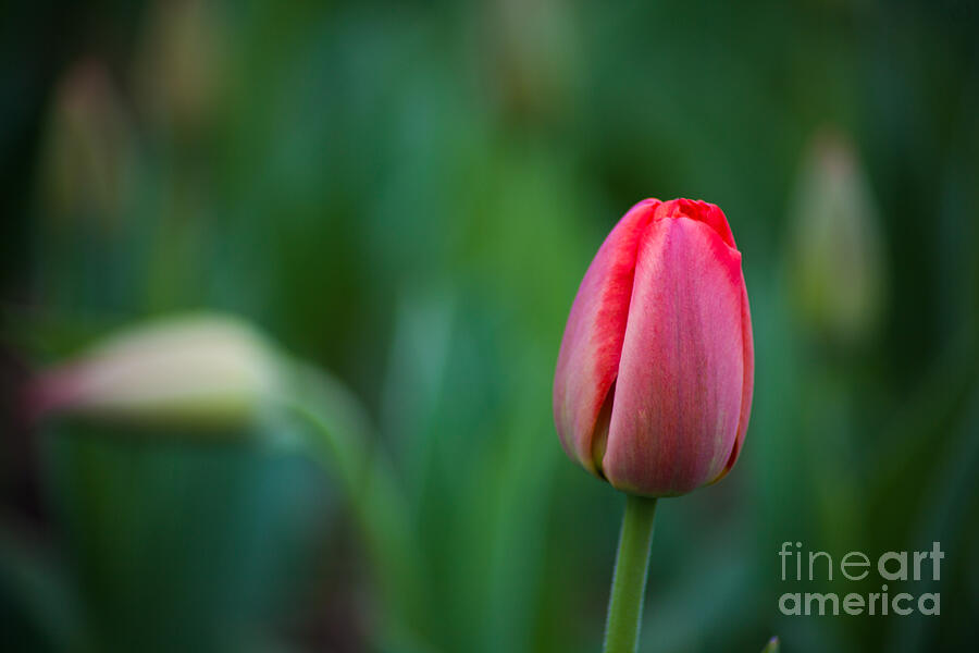 Spring Tulips Red Photograph by Wayne Moran
