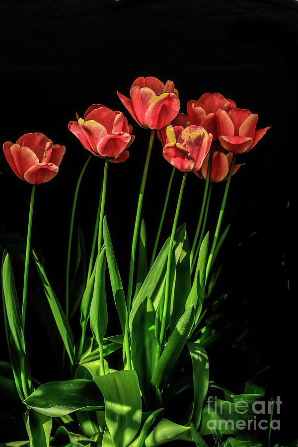 Spring Tulips Photograph by Robert Bales