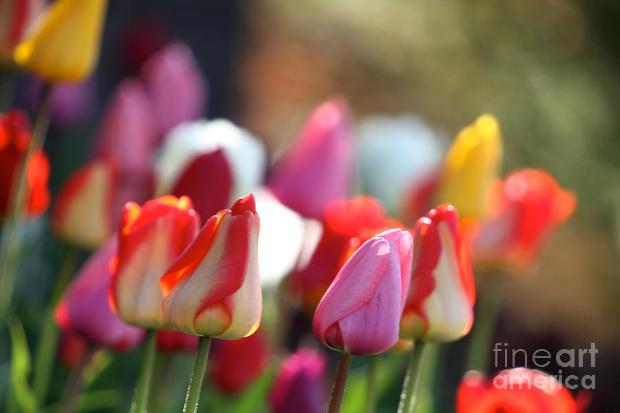Spring Tulips Photograph by Robert Pearson
