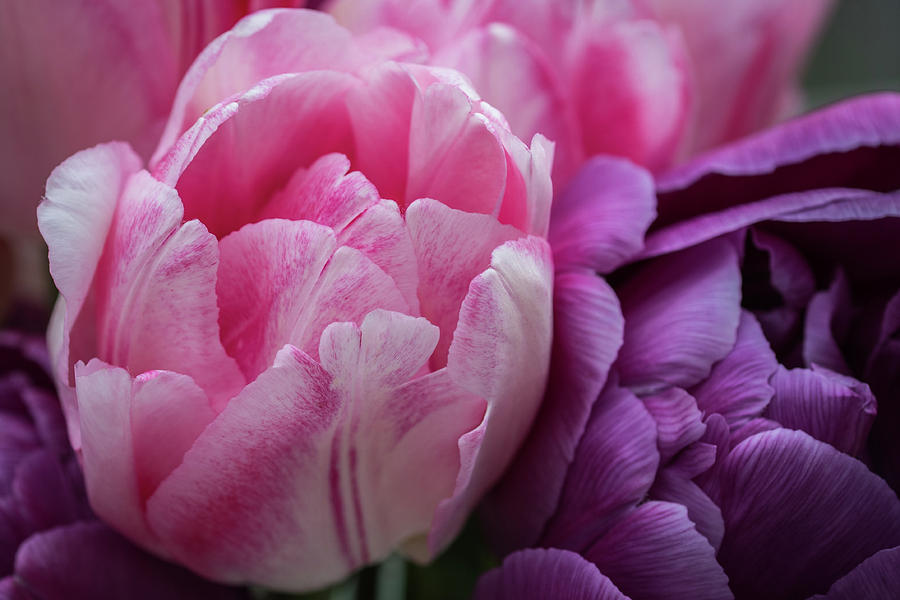 Spring Tulips Photograph by Ron Dubreuil