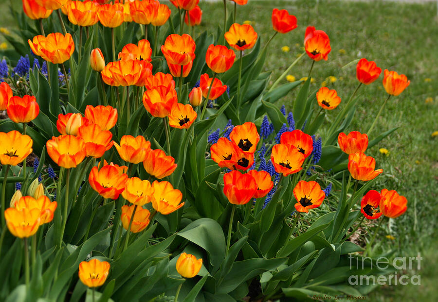 Spring Tulips Photograph by Sandra Huston