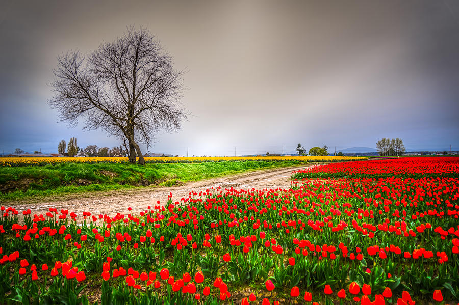 Spring Tulips Photograph by Spencer McDonald