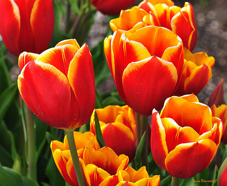 Spring Tulips Photograph by Steve Warnstaff