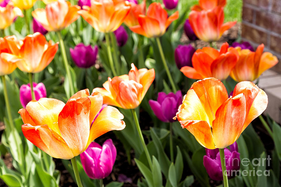 Spring Tulips Photograph by Terri Morris