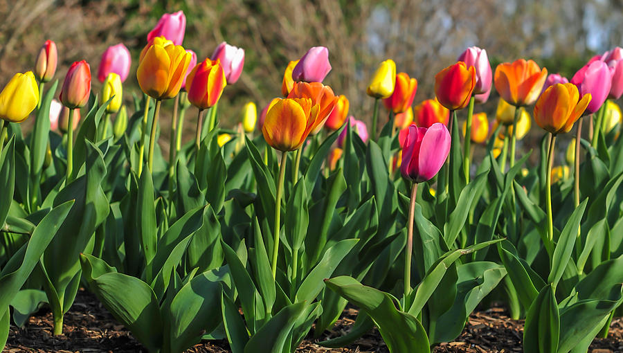 Spring Tulips  Photograph by Terry DeLuco