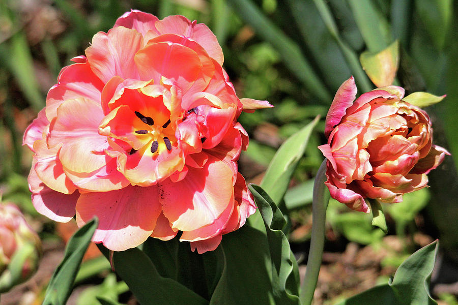 Spring Tulips Photograph by Trina Ansel