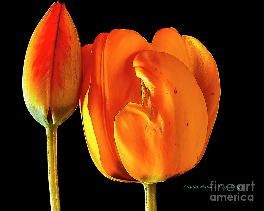 Spring Tulips V Photograph by Charles Muhle