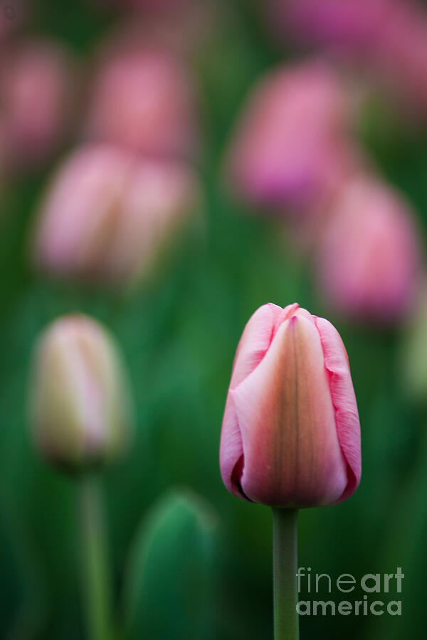Spring Tulips Photograph by Wayne Moran