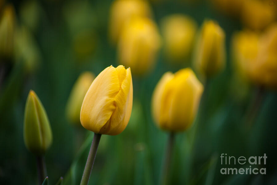 Spring Tulips Yellow Photograph by Wayne Moran
