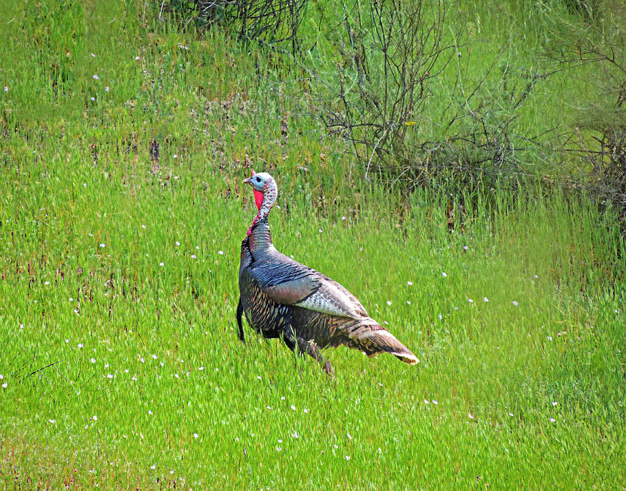  Spring Turkey Gobbler Photograph by L J Oakes
