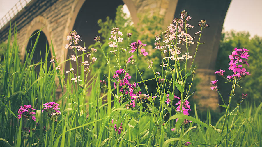 Flower Photograph - Spring Under the Arches by Viviana  Nadowski