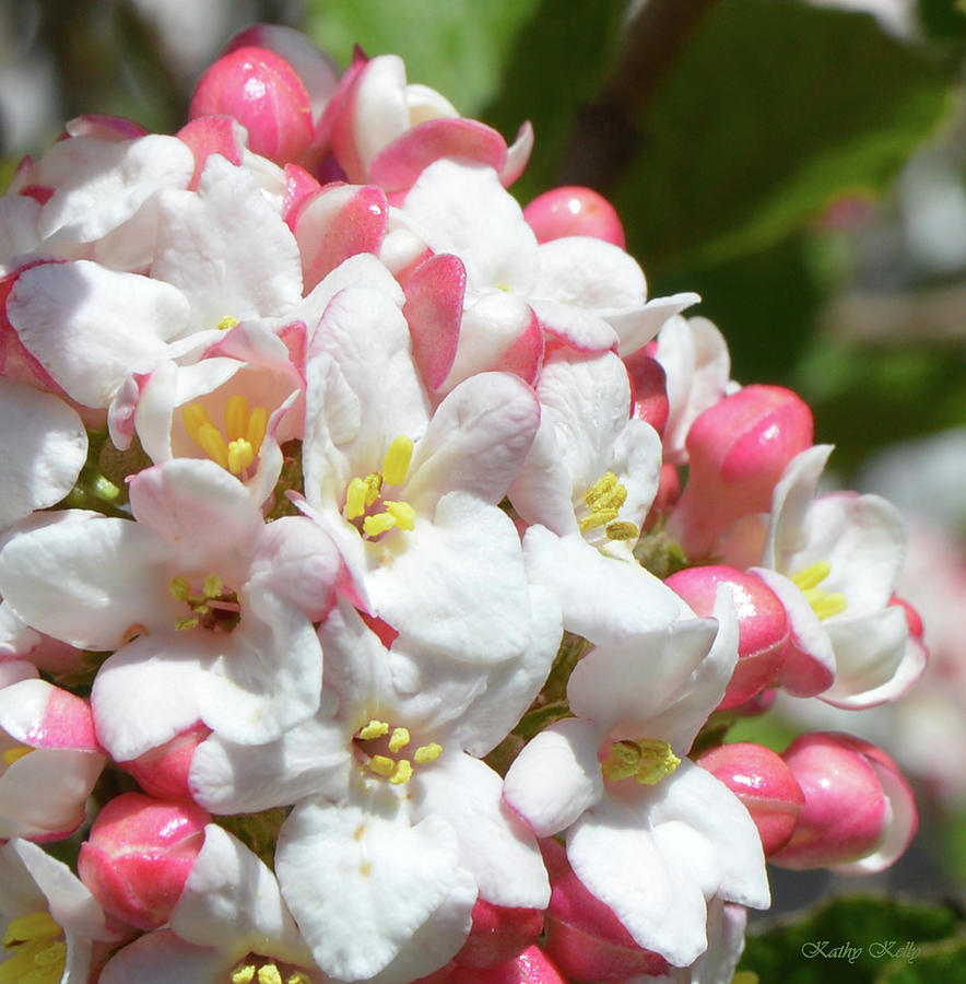 Viburnum Blossoms Photograph by Kathy Kelly