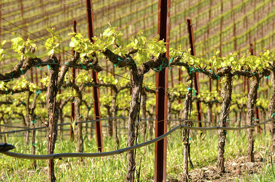 Spring Vineyard in Napa California Photograph by Brandon Bourdages