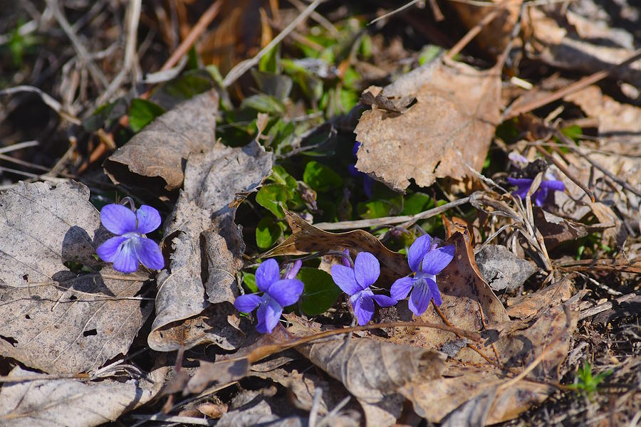 Spring Violets Photograph by Hella Buchheim