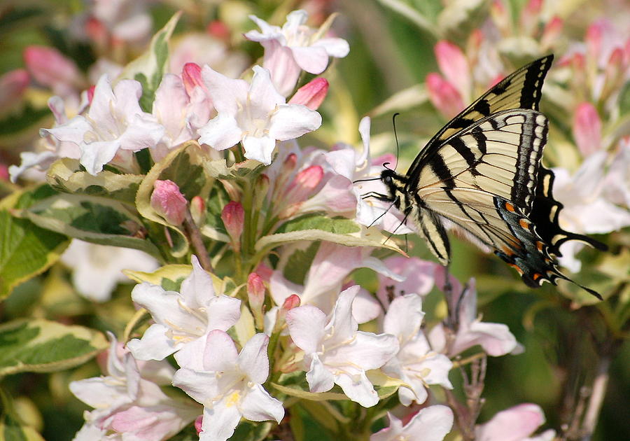 Butterfly Digital Art - Spring Visit by Fred Zilch