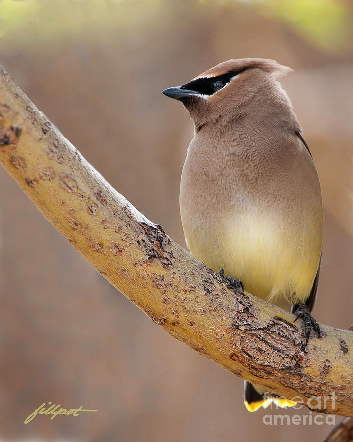 Cedar Wax Wing Photograph - Spring Visitor by Bon and Jim Fillpot