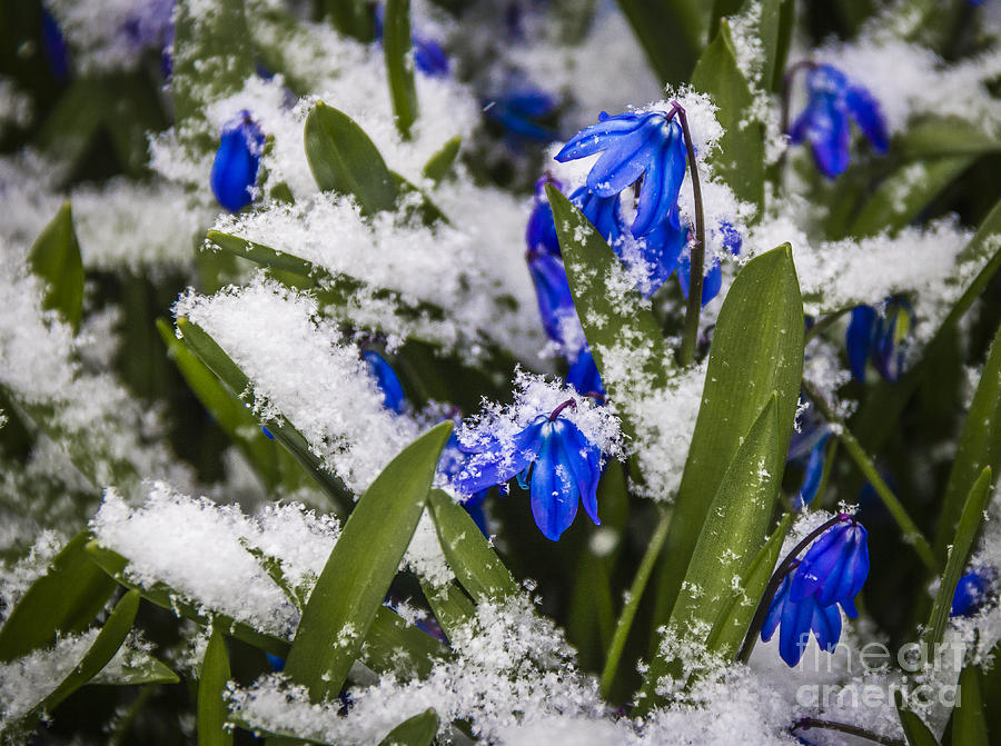 Spring is Coming Photograph by Joann Long