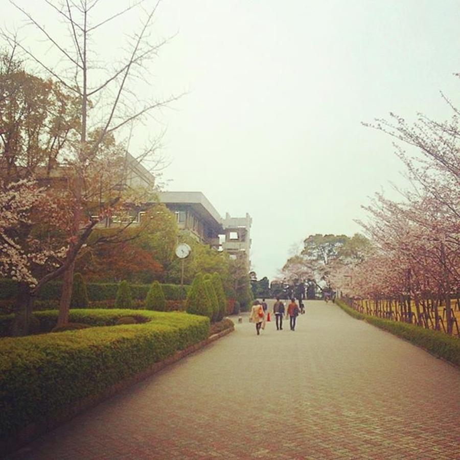 Spring Photograph - #spring #walking #campus #sakura by Kaori Deguchi